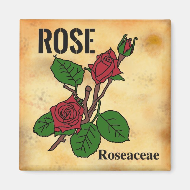 Red Rose line art aged paper style   Magnet (Front)
