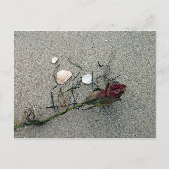 Red Rose Lost at Sea Postcard (Front)