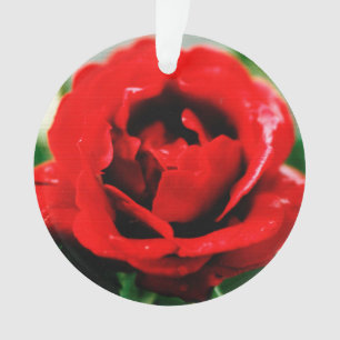 Red Rose Love   Ornament