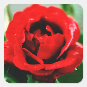 Red Rose Love Square Sticker