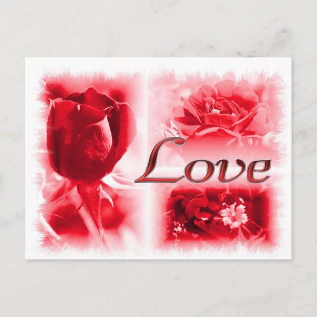 Red Rose Love Trio Postcard (Front)