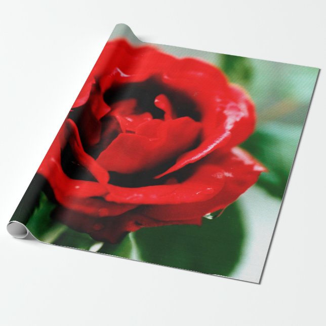 Red Rose Love   Wrapping Paper (Unrolled)