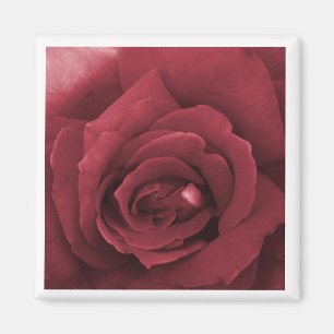 red rose magnet