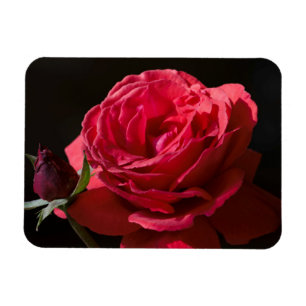 Red Rose Magnet