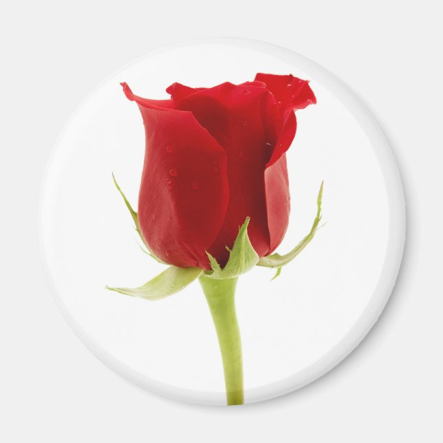 Red rose magnet (Front)