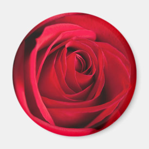 Red Rose Magnet