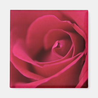 Red Rose Magnet