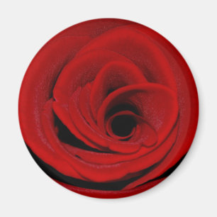 Red Rose Magnet
