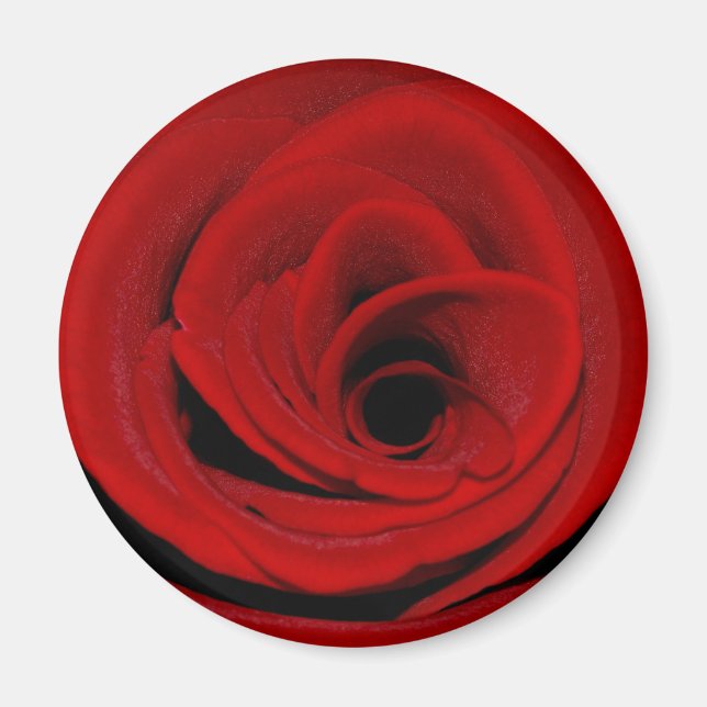 Red Rose Magnet (Front)