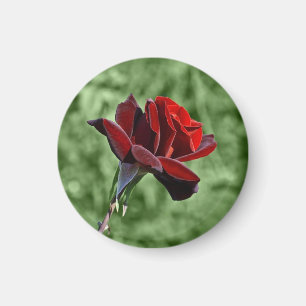 Red Rose Magnet