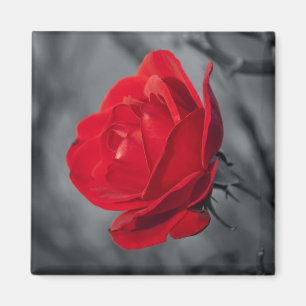 Red Rose Magnets