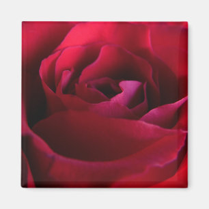 Red Rose Magnets Pink Rose Gifts Keepsake Decor