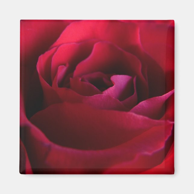 Red Rose Magnets Pink Rose Gifts Keepsake Decor (Front)
