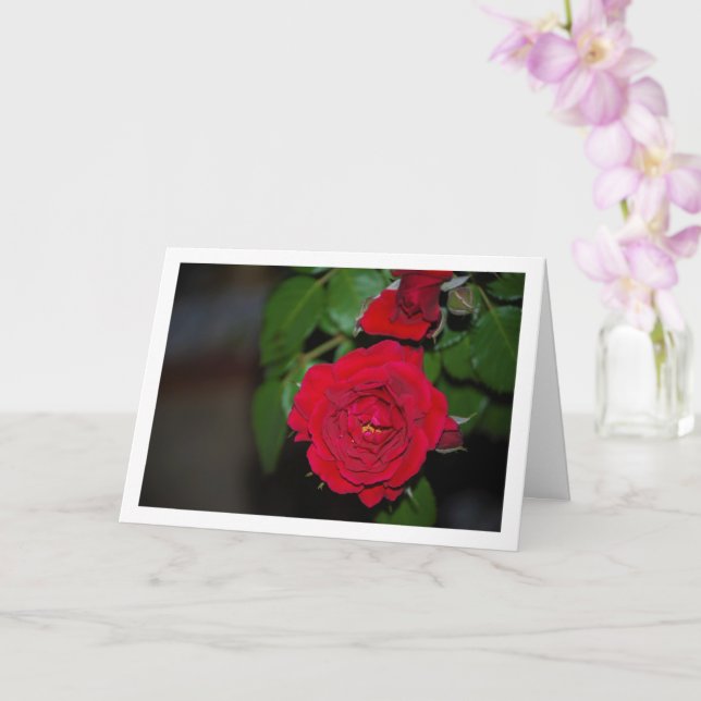 Red Rose Night Portrait Card (Orchid)