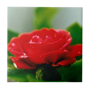 Red Rose of passion covered with dew drops Ceramic Tile