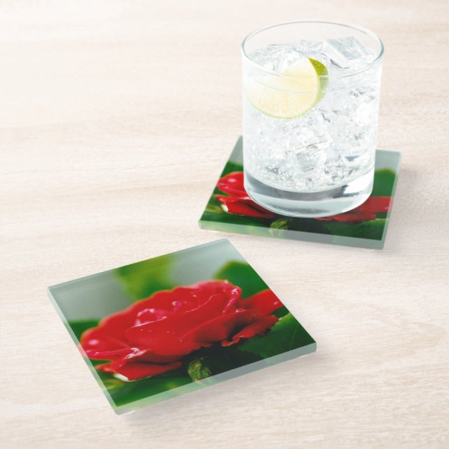 Red Rose of passion covered with dew drops  Glass Coaster (Angled)