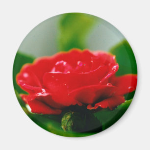 Red Rose of passion covered with dew drops Magnet