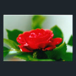 Red Rose of passion covered with dew drops  Photo Print<br><div class="desc">Morning red Rose covered with drops of morning dew. Red rose blooming in rose garden. Floral photography of a red rose flower in full bloom. 
The red rose symbolise love,  passion,  romance,  beauty,  discretion,  elegance,  luxury,  and sensuality.</div>