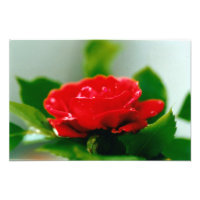 Red Rose of passion covered with dew drops