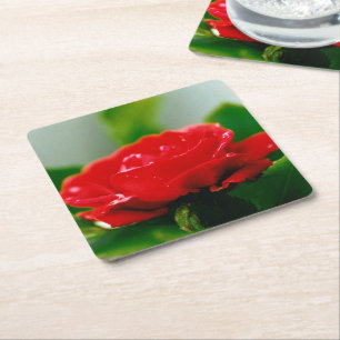 Red Rose of passion covered with dew drops Square Paper Coaster