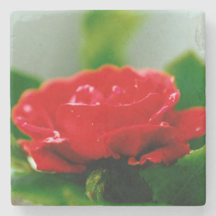 Red Rose of passion covered with dew drops Stone Coaster