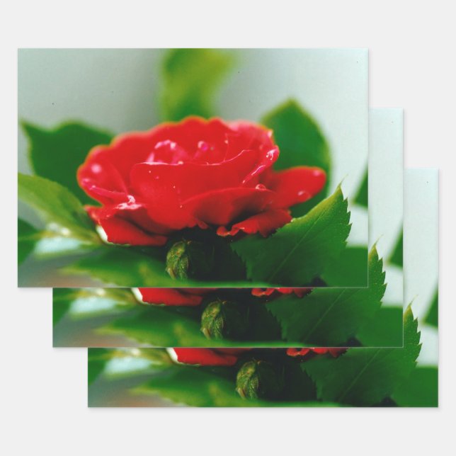 Red Rose of passion covered with dew drops  Wrapping Paper Sheet (Set)