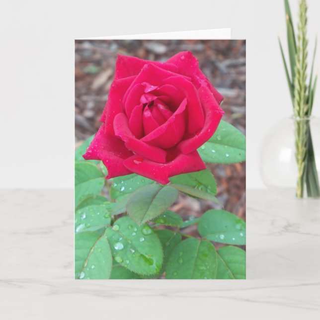 Red Rose on a blank notecard (Front)