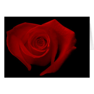 Red Rose on Black