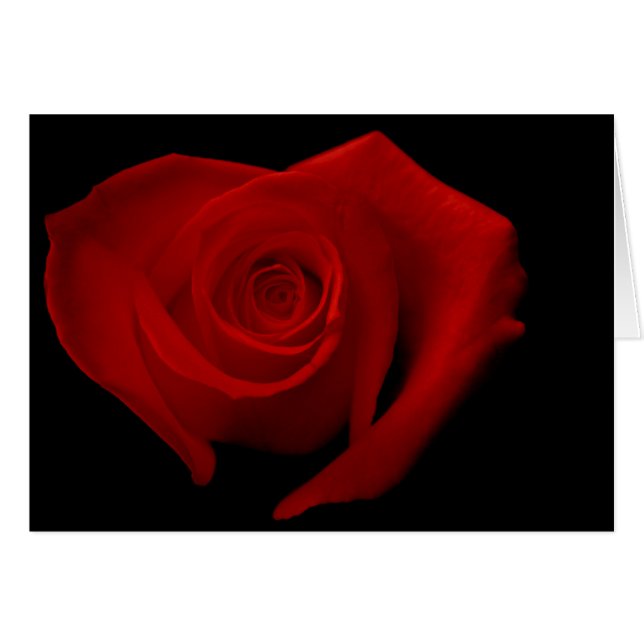 Red Rose on Black (Front Horizontal)