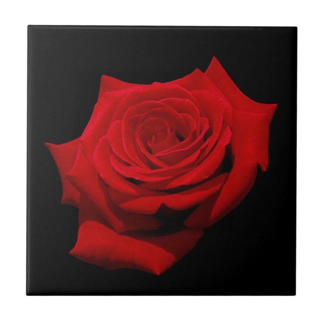 Red Rose on Black Background Ceramic Tile (Front)