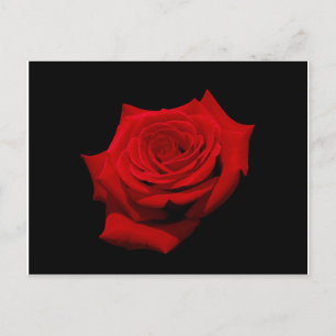 Red Rose on Black Background Postcard