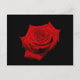 Red Rose on Black Background Postcard
