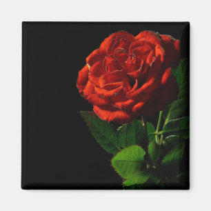 Red Rose on Black Floral Magnet