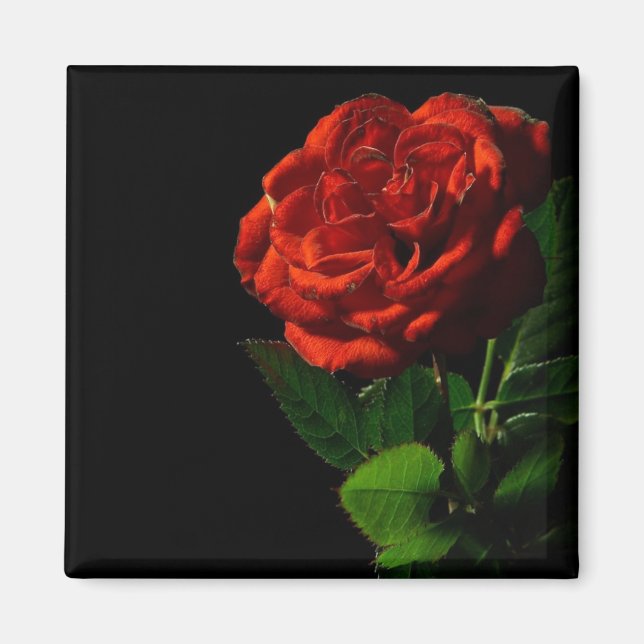 Red Rose on Black Floral Magnet (Front)