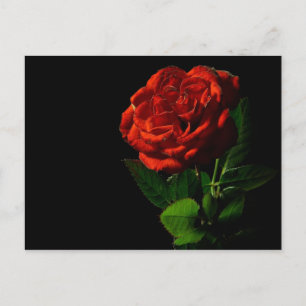 Red Rose on Black Floral Postcard