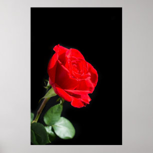 Red rose on black poster