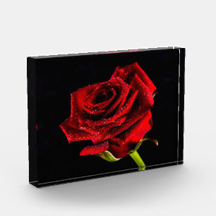 Red rose on black romantic valentine  photo block