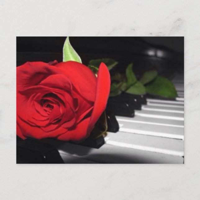 Red Rose on Piano Postcard (Front)