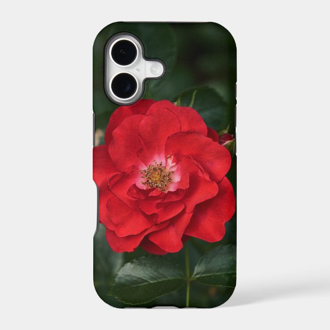 Red Rose P6568 (Back)
