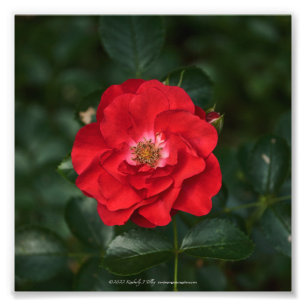 Red Rose P6568 Photo Print