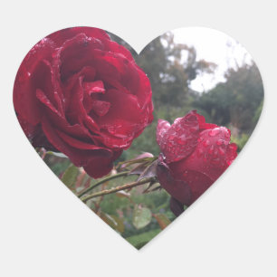 Red Rose Pair Heart Sticker