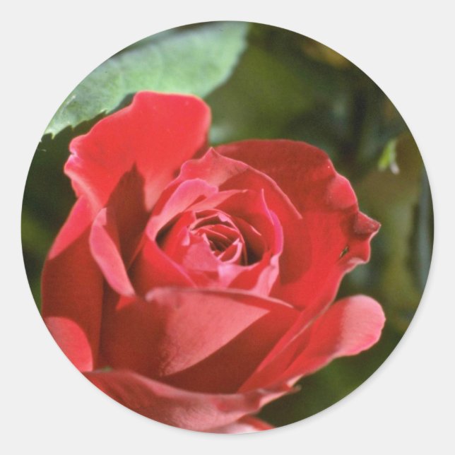 Red Rose, Partly Open flowers Classic Round Sticker (Front)