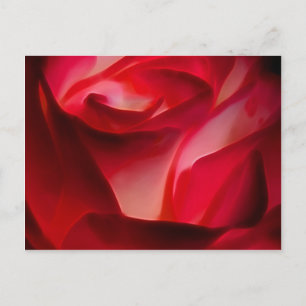 red rose petals postcard