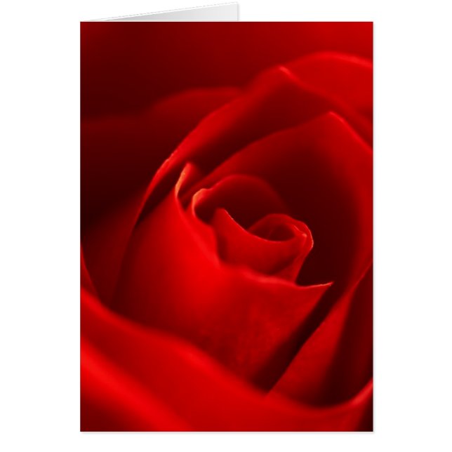 Red Rose Photo (Front)