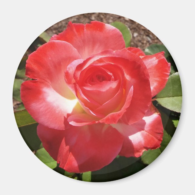 Red Rose Photo Circle Magnet (Front)