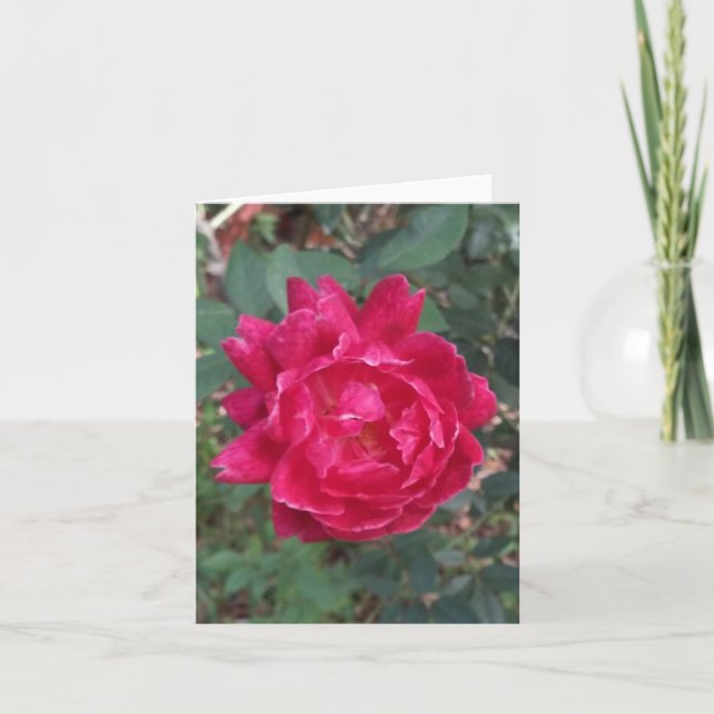 Red Rose Photo Folded Note Card (Front)