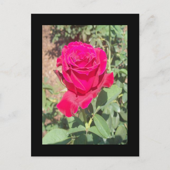 Red Rose Photo Postcard (Front)