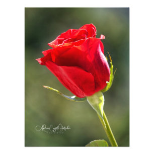 Red Rose Photo Print