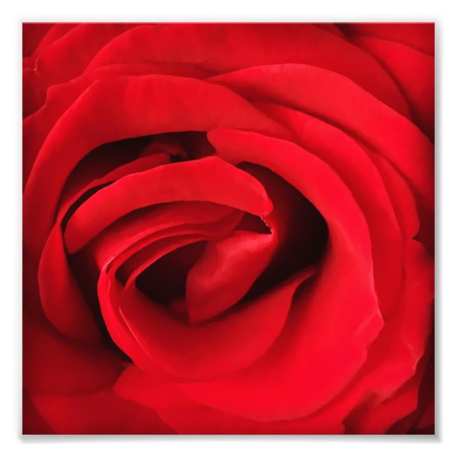 Red Rose Photo Print (Front)