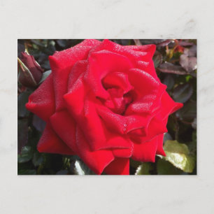 Red Rose Post Card